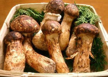 Những đặc sản nhất định phải thử khi du lịch Hàn Quốc mùa thu